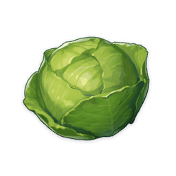 Cabbage image